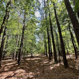 Photo #10 of 315 West Sycamore Street, Aulander, NC 40.0 acres