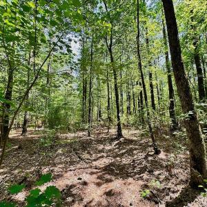 Photo #11 of 315 West Sycamore Street, Aulander, NC 40.0 acres