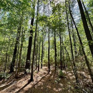 Photo #13 of 315 West Sycamore Street, Aulander, NC 40.0 acres