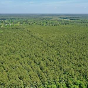 Photo #14 of 315 West Sycamore Street, Aulander, NC 40.0 acres