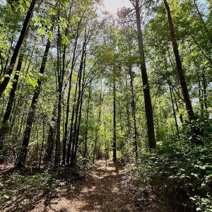 Photo #15 of 315 West Sycamore Street, Aulander, NC 40.0 acres
