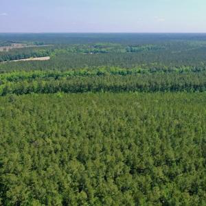 Photo #18 of 315 West Sycamore Street, Aulander, NC 40.0 acres