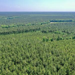 Photo #22 of 315 West Sycamore Street, Aulander, NC 40.0 acres