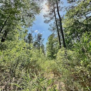 Photo #23 of 315 West Sycamore Street, Aulander, NC 40.0 acres