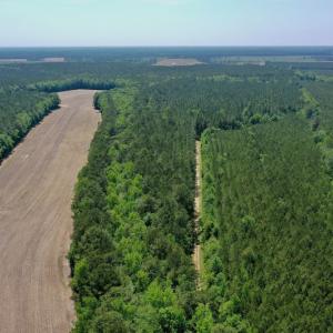 Photo #26 of 315 West Sycamore Street, Aulander, NC 40.0 acres