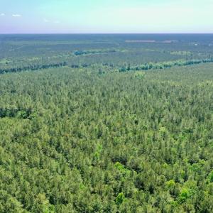 Photo #4 of 315 West Sycamore Street, Aulander, NC 40.0 acres