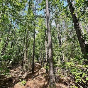 Photo #27 of 315 West Sycamore Street, Aulander, NC 40.0 acres