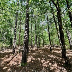 Photo #29 of 315 West Sycamore Street, Aulander, NC 40.0 acres