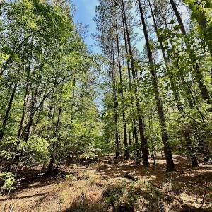 Photo #31 of 315 West Sycamore Street, Aulander, NC 40.0 acres