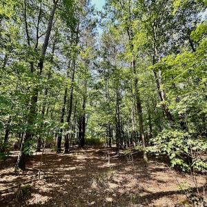 Photo #33 of 315 West Sycamore Street, Aulander, NC 40.0 acres