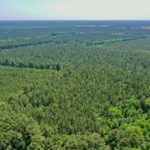 Photo #34 of 315 West Sycamore Street, Aulander, NC 40.0 acres