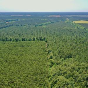 Photo #36 of 315 West Sycamore Street, Aulander, NC 40.0 acres