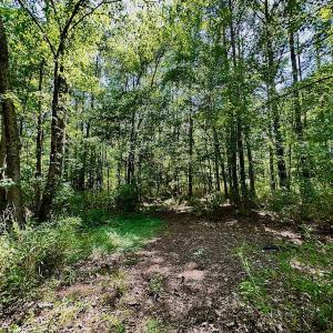 Photo #5 of 315 West Sycamore Street, Aulander, NC 40.0 acres