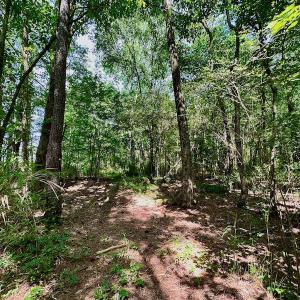 Photo #37 of 315 West Sycamore Street, Aulander, NC 40.0 acres