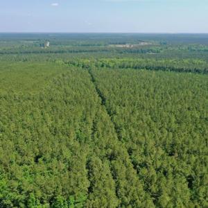 Photo #6 of 315 West Sycamore Street, Aulander, NC 40.0 acres