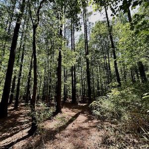 Photo #7 of 315 West Sycamore Street, Aulander, NC 40.0 acres