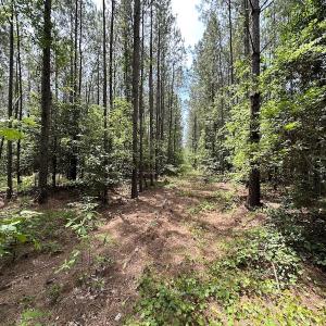 Photo #26 of Off Moores Ferry Rd , Emporia, VA 158.0 acres