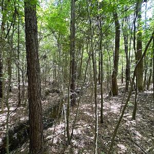 Photo #45 of Off Moores Ferry Rd , Emporia, VA 158.0 acres