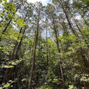 Photo #47 of Off Moores Ferry Rd , Emporia, VA 158.0 acres