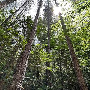 Photo #48 of Off Moores Ferry Rd , Emporia, VA 158.0 acres