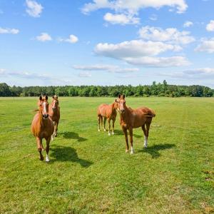 Photo #45 of SOLD property in 4810 Fire Department Road, Williamston, NC 17.0 acres