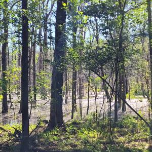 Photo #15 of SOLD property in 1100 Langley Road, Orangeburg, SC 131.2 acres