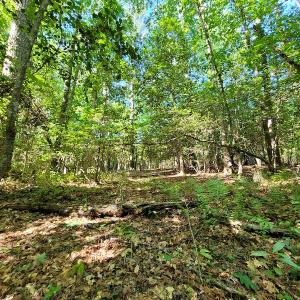 Photo #16 of SOLD property in 1100 Langley Road, Orangeburg, SC 131.2 acres
