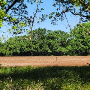 Photo #20 of SOLD property in 1100 Langley Road, Orangeburg, SC 131.2 acres