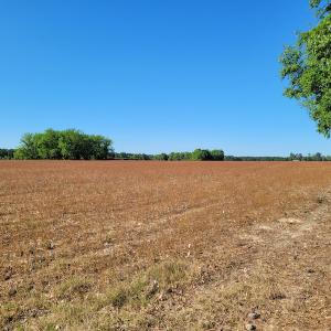 Photo #3 of SOLD property in 1100 Langley Road, Orangeburg, SC 131.2 acres
