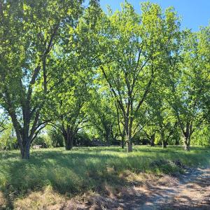 Photo #4 of SOLD property in 1100 Langley Road, Orangeburg, SC 131.2 acres