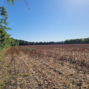 Photo #7 of SOLD property in 1100 Langley Road, Orangeburg, SC 131.2 acres