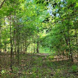 Photo #9 of SOLD property in 1100 Langley Road, Orangeburg, SC 131.2 acres