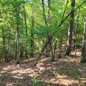 Photo #10 of SOLD property in 1100 Langley Road, Orangeburg, SC 131.2 acres