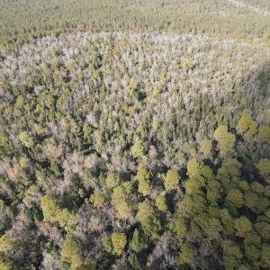 Photo #11 of SOLD property in Off Delway Highway, Rose Hill, NC 40.0 acres