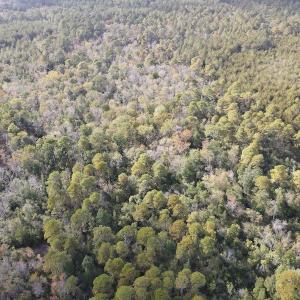 Photo #12 of SOLD property in Off Delway Highway, Rose Hill, NC 40.0 acres