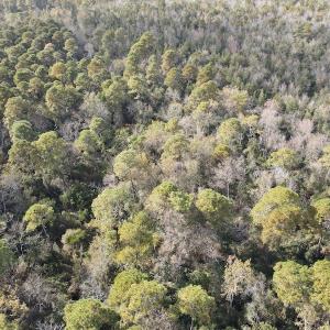 Photo #13 of SOLD property in Off Delway Highway, Rose Hill, NC 40.0 acres