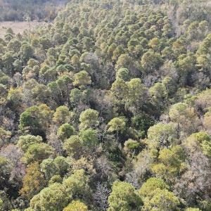 Photo #14 of SOLD property in Off Delway Highway, Rose Hill, NC 40.0 acres