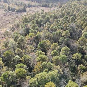 Photo #15 of SOLD property in Off Delway Highway, Rose Hill, NC 40.0 acres
