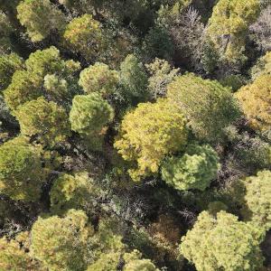 Photo #17 of SOLD property in Off Delway Highway, Rose Hill, NC 40.0 acres