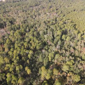 Photo #18 of SOLD property in Off Delway Highway, Rose Hill, NC 40.0 acres