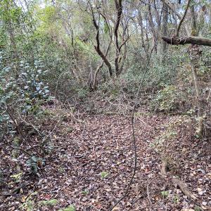 Photo #23 of SOLD property in Off Delway Highway, Rose Hill, NC 40.0 acres