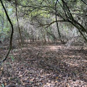 Photo #27 of SOLD property in Off Delway Highway, Rose Hill, NC 40.0 acres