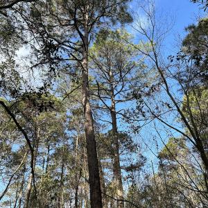 Photo #30 of SOLD property in Off Delway Highway, Rose Hill, NC 40.0 acres