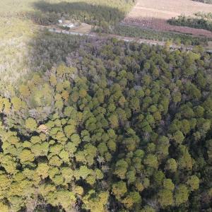 Photo #10 of SOLD property in Off Delway Highway, Rose Hill, NC 40.0 acres