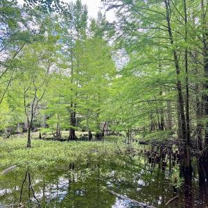 Photo #16 of SOLD property in Off Hwy 123 North, Hookerton, NC 36.0 acres