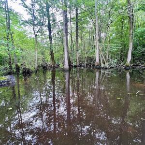 Photo #9 of SOLD property in Off Hwy 123 North, Hookerton, NC 36.0 acres