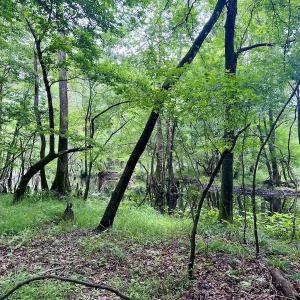Photo #22 of SOLD property in Off Hwy 123 North, Hookerton, NC 36.0 acres