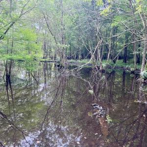 Photo #25 of Off Hwy 123 North, Hookerton, NC 36.0 acres