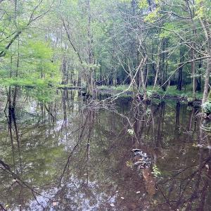 Photo #25 of SOLD property in Off Hwy 123 North, Hookerton, NC 36.0 acres