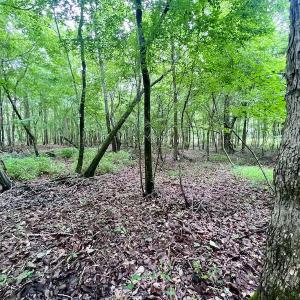 Photo #28 of SOLD property in Off Hwy 123 North, Hookerton, NC 36.0 acres